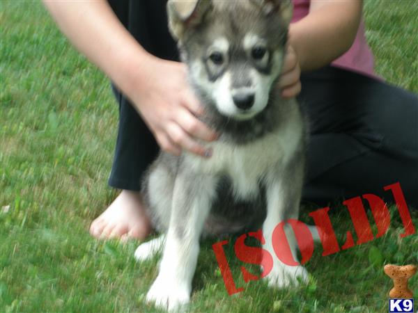 Beautiful litter- dad is articwolf and mom is timberwolf/german shepherd